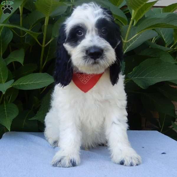 Panda, Cockapoo Puppy